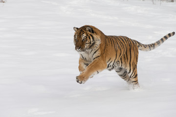 Siberian Tiger in Snowy forest