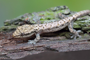 Crying gecko hiding