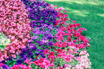 Obraz premium bright flower arrangement in the park
