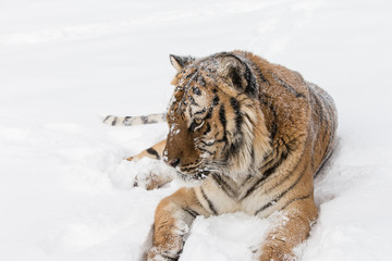 Siberian Tiger in Snowy forest