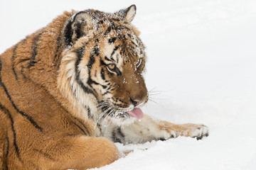 Siberian Tiger in Snowy forest