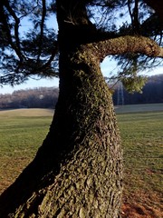 Age-old pine