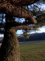 Age-old pine