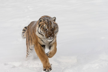Siberian Tiger in Snowy forest