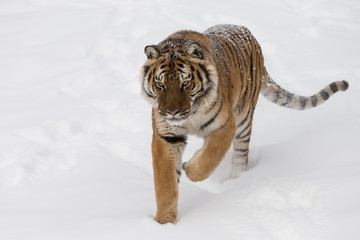 Siberian Tiger in Snowy forest