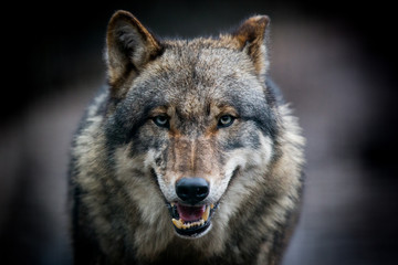 Scary dark gray wolf (Canis lupus) - obrazy, fototapety, plakaty