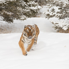 Siberian Tiger in Snowy forest