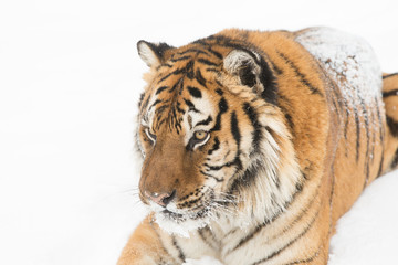 Siberian Tiger in Snowy forest