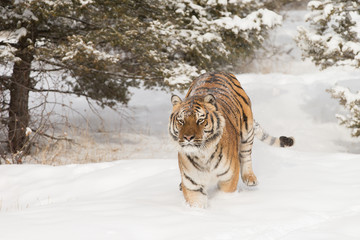 Siberian Tiger in Snowy forest