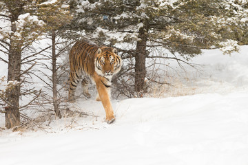 Siberian Tiger in Snowy forest