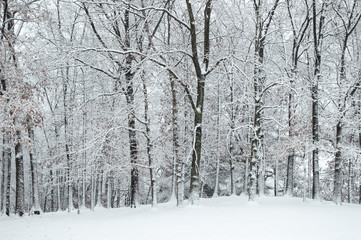 winter in the forest