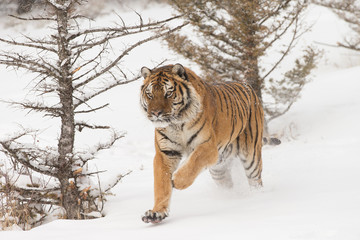 Siberian Tiger in Snowy forest