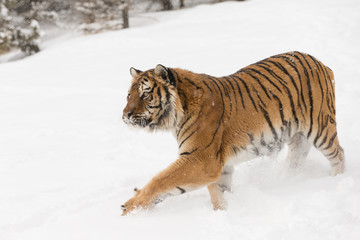 Siberian Tiger in Snowy forest