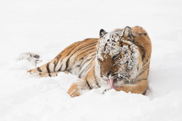 Siberian Tiger in Snowy forest