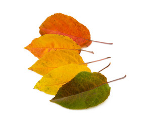Colorful autumn leaves isolated on white background