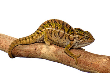 Pantherchamäleon (Furcifer pardalis) - Panther chameleon © bennytrapp