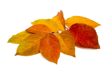 Colorful autumn leaves isolated on white background
