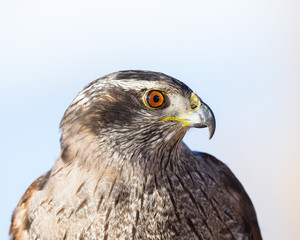 Harris's Hawk Close Up