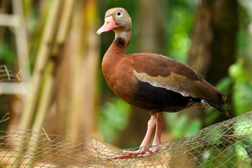 Black-bellied Whistling Duck