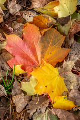 Looking down on colourful autumnal leaves