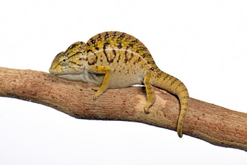 Pantherchamäleon (Furcifer pardalis) - Panther chameleon © bennytrapp