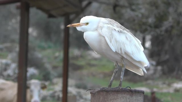 Cattle Egret (Bubulcus ibis) stands and a cow walks in the background
