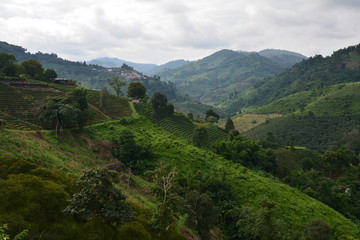 Plantations de Thé Chiang Rai Thaïlande - Tea Fields Thailand