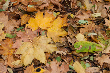 texture of autumnal leaves falling on the floor in the forest