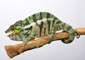 Pantherchamäleon (Furcifer pardalis) - Panther chameleon © bennytrapp