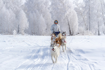 Woman musher hiding behind sleigh at sled dog race on snow in winter