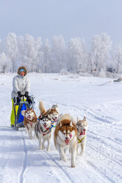 Woman musher hiding behind sleigh at sled dog race on snow in winter