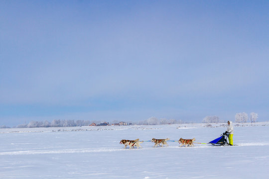 Woman musher hiding behind sleigh at sled dog race on snow in winter