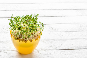 Fresh sprouts in easter egg, spring diet concept