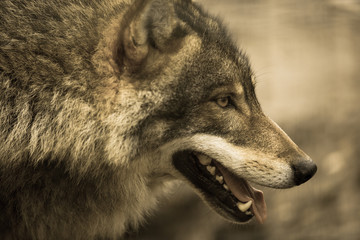 Scary dark gray wolf (Canis lupus)