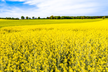 Oilseed rape field, yellow blooming fields, farm land landscape with rapeseed flowers, spring landscape