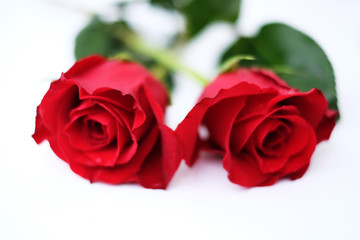 Zwei rote Rosen vor weissem Hintergrund