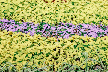 bright flower arrangement in the park