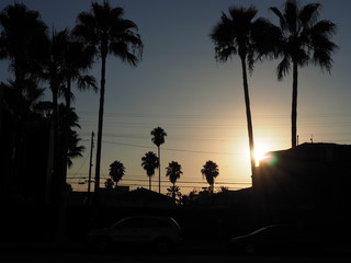 Sunset Palms