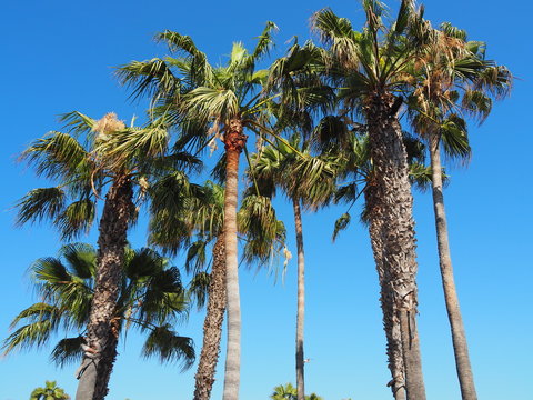 Palm Trees in the sun