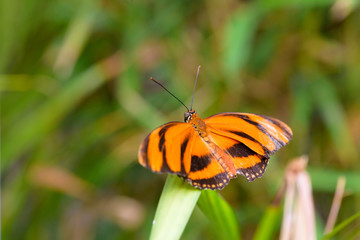 Obraz premium Banded Orange butterlfy (Dryadula phaetusa) on leaf