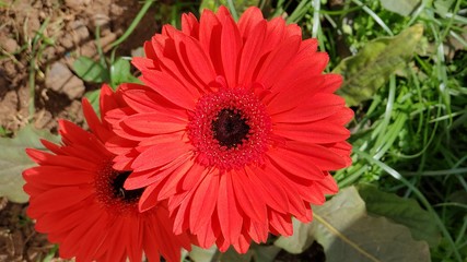 Daisy