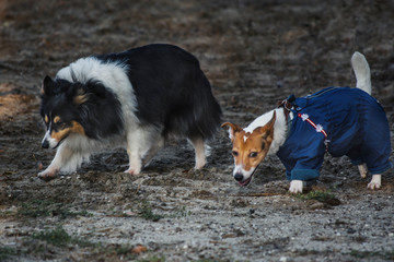 dogs on a walk jack russell terrier in overalls and sheltie