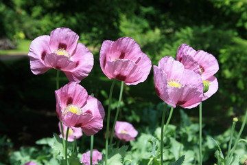 Obraz premium fliederfarbener Mohn im Garten