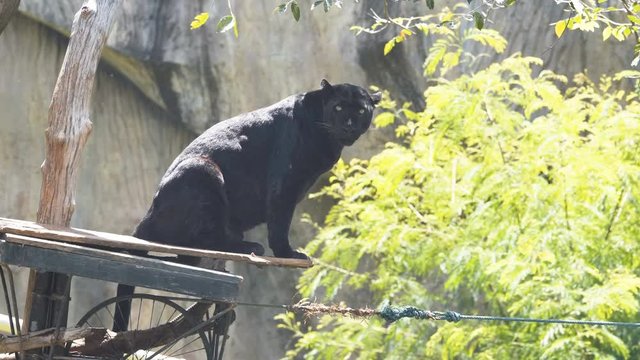 The Black Panther is out to prepare for the victims.