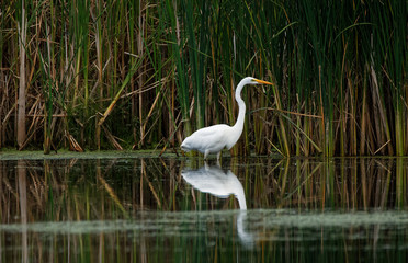 A Great Egret reflects in the water as it fishes. These large white herons will stalk along a shoreline hunting for fish and frogs.