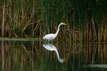 A Great Egret reflects in the water as it fishes. These large white herons will stalk along a shoreline hunting for fish and frogs.