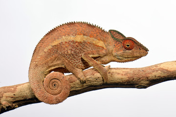 Pantherchamäleon (Furcifer pardalis) - Panther chameleon © bennytrapp