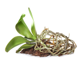 Orchid plant with soil on white background