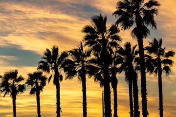 Obraz premium Silhouette of Palm Trees against a yellow sunset sky