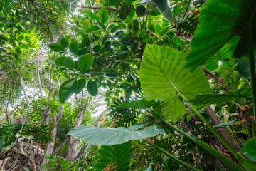 Naklejka premium rośliny tropikalne w lesie lub dżungli / krajobrazie lasów deszczowych -